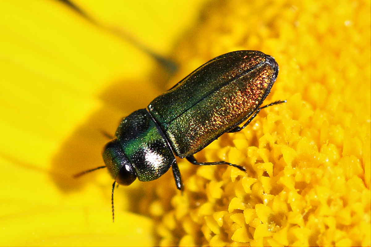 Buprestidi del Conero da identificare: A. thalassophila?